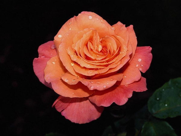 Наталья Глебовская