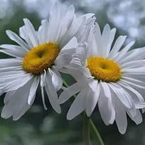 Ирина Емельянова