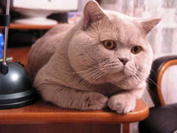 Светлана Лазарева