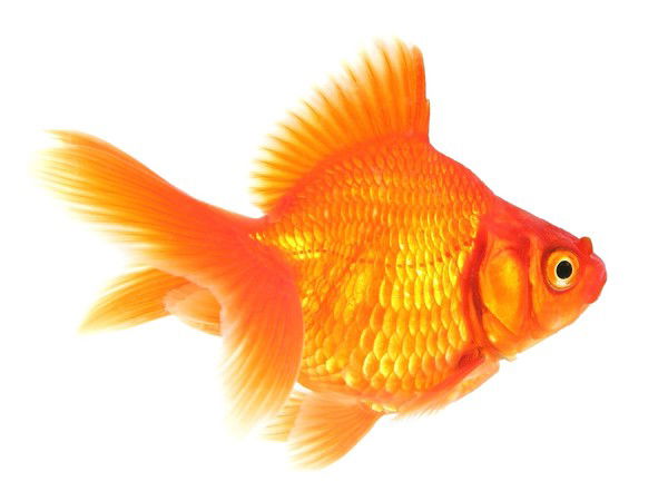 Сергей Петин