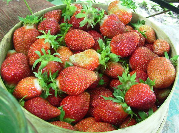 Анжела Хворова