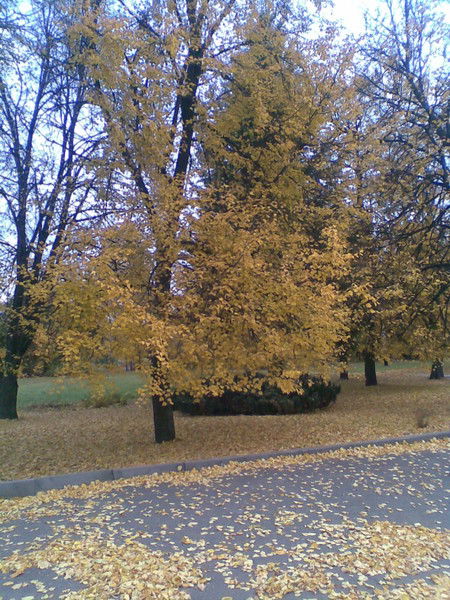 Игорь Герасимов