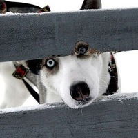 Тома Саввина