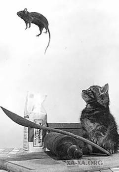 Полина Дунаева