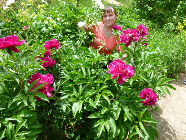 Елена Астифеева