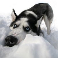 Лева Спицын