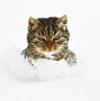 Дмитрий Гришкин