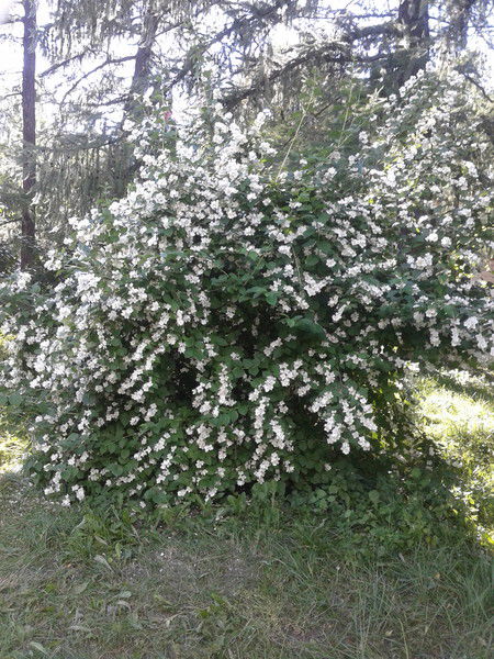 Руфия Джороева