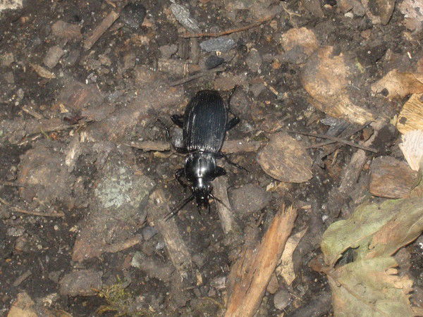 Наденька Миванова