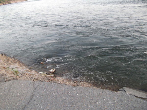 Клара Хасенова