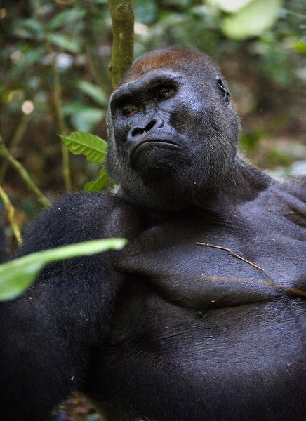 Айберген Жолшиев