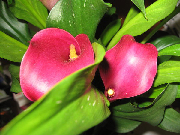 Наталья Дубинина