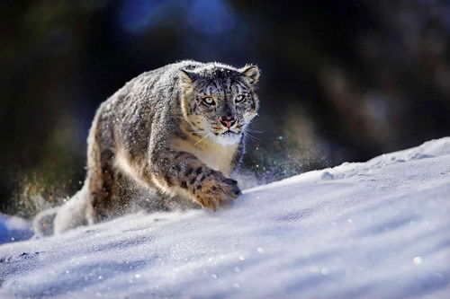 Тлеген Такенов