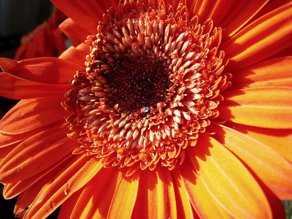 Алевтина Кононенко