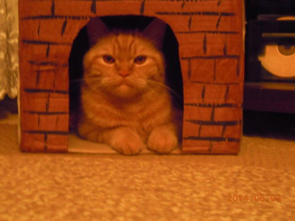 Яна Стешенко