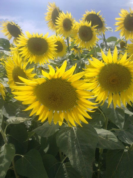 Миляуша Нурутдинова