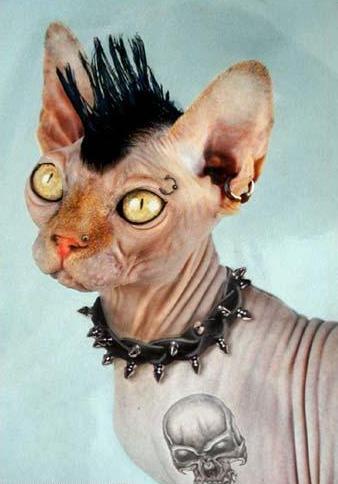 Акакий Несверильев.