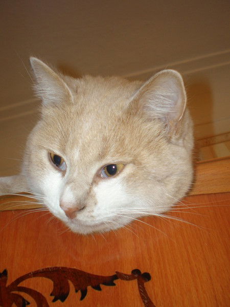 Татьяна Чернявская