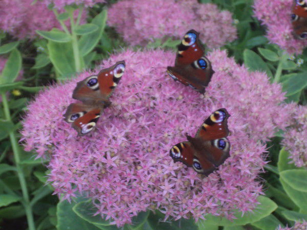 Павел Сирош