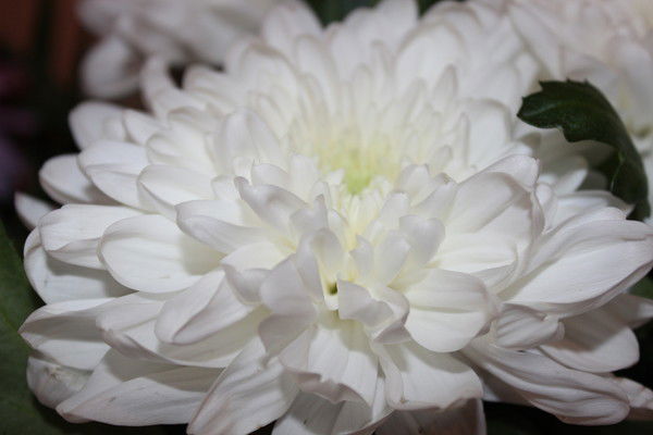 Галина Нагорнова