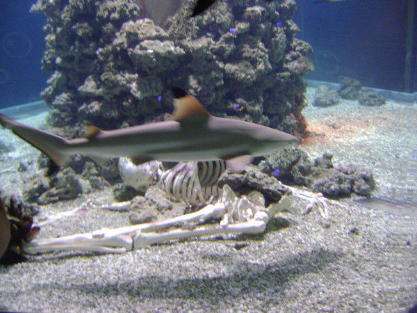 Дмитрий Жаров