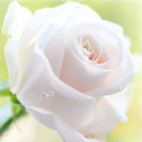 Ирина Петровна Никифорова