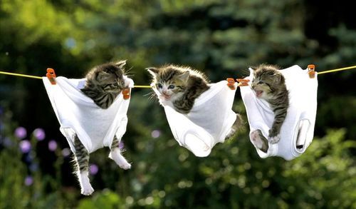 Светлана Долгих