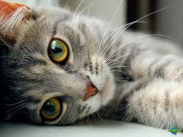 Полина Воробьёва