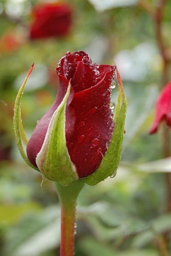 Лиона Лионова