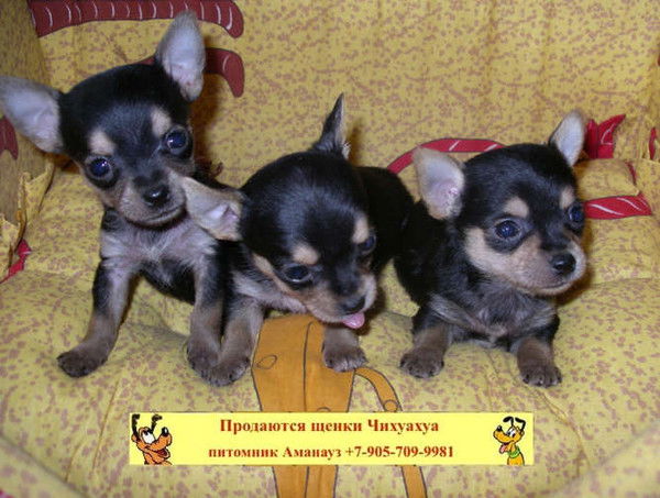 Анна Варфоломеева