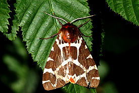 Анастасия Горбункова