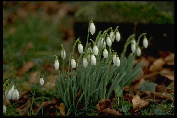 Татьяна Сарнакова