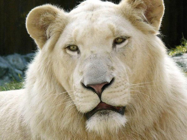 Белый Лев