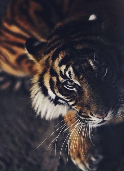 Ирина Саутина