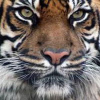 Андрей Горбатенко