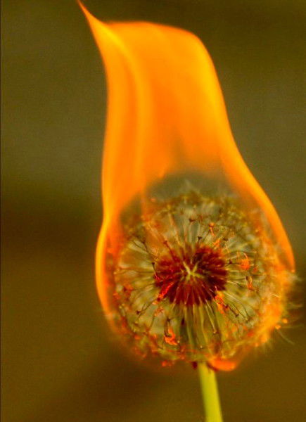 Иоган Готлиб