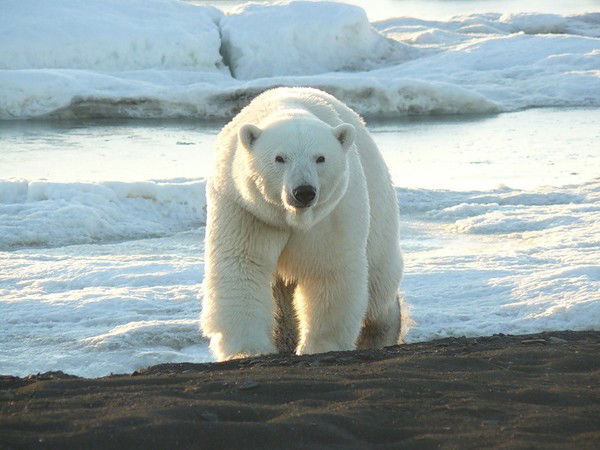 Михаил Воробьев