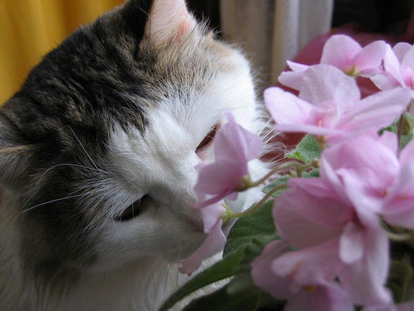 Марина Фомина