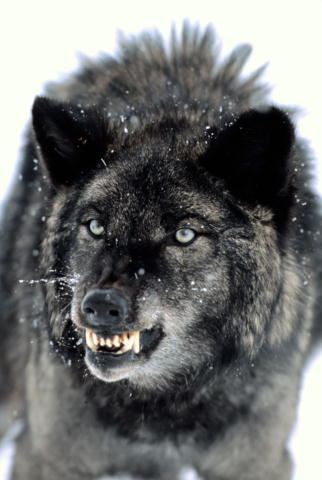 Дядя Майкл Спартанец