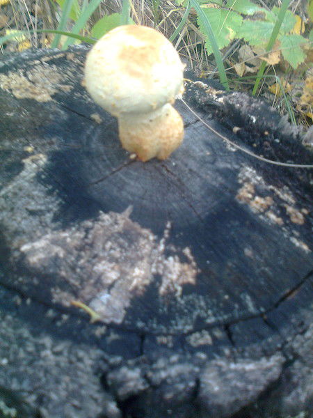 Владислав Клевакин