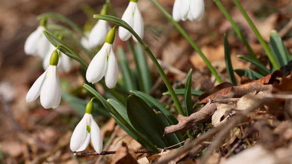 Анна Лебедева