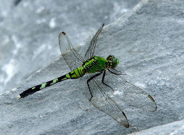 Наталия Роговая