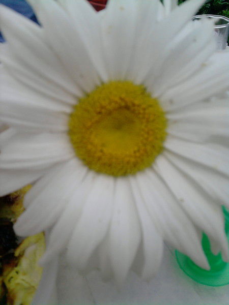 Ирина Козлова