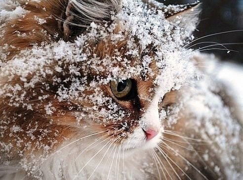 Елена Пуховская