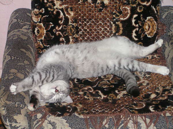 Ирина Шибаева