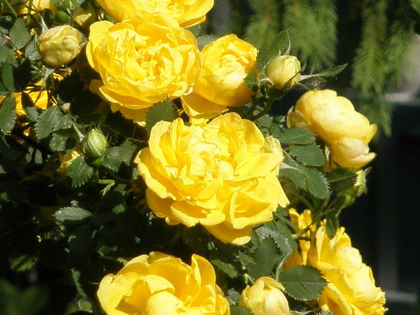 Светлана Буряк