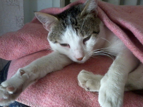 Инчик Супер