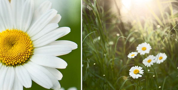 Елена Демченко