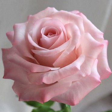 Наталья Колесник