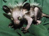 Елена Смирнова